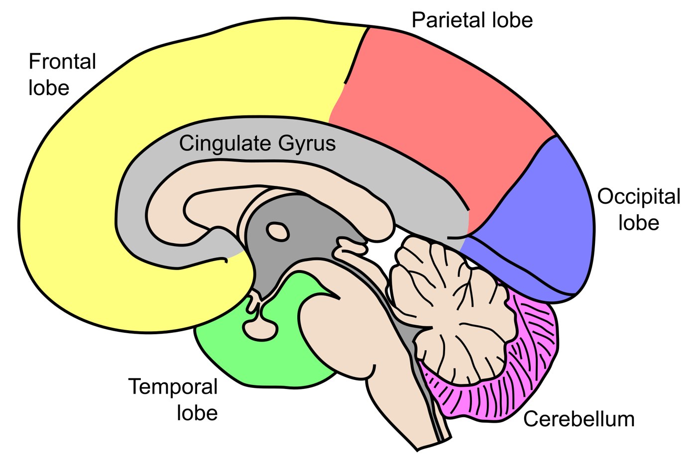 Labeled figure of the brain lobes in medial view