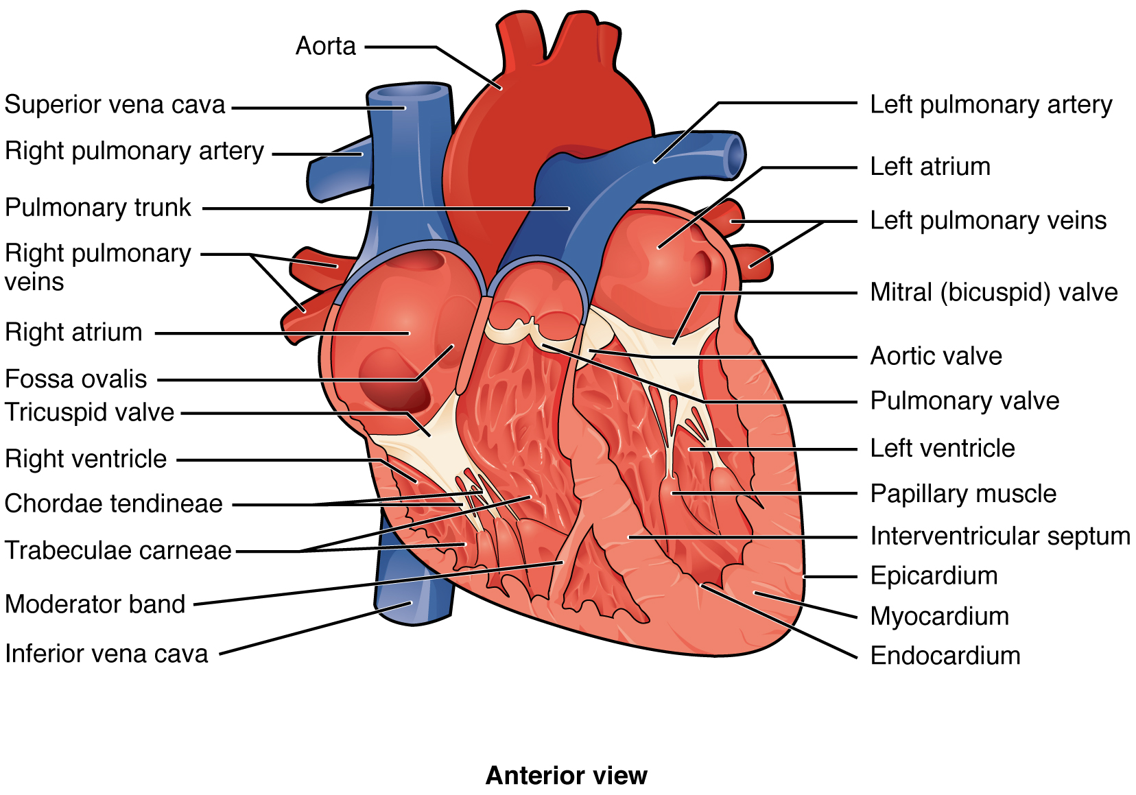 Labeled textbook figure of the internal anatomy of the heart
