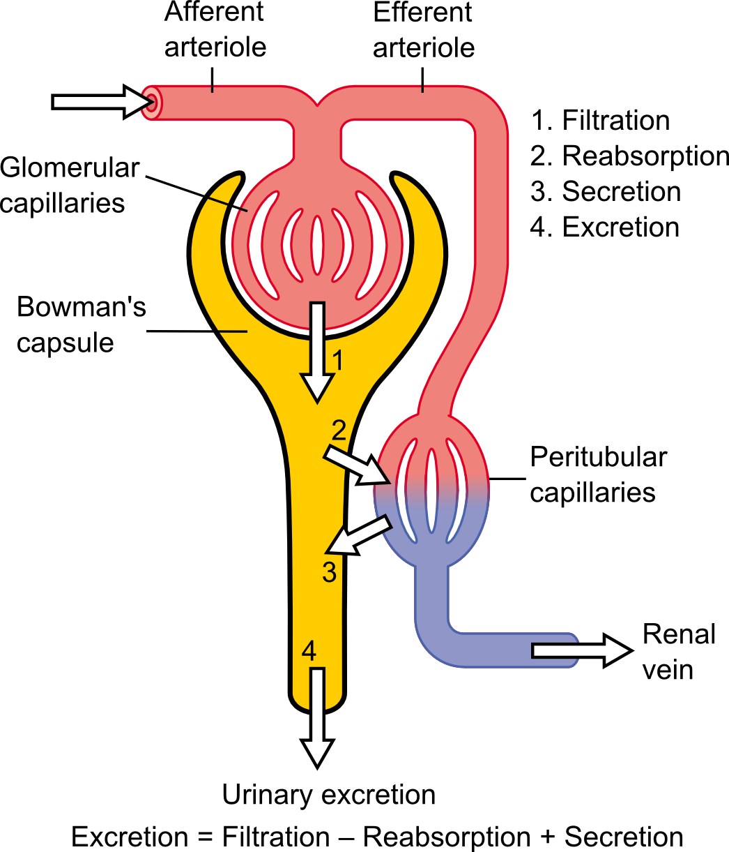 Schematic figure of how a nephron forms urine