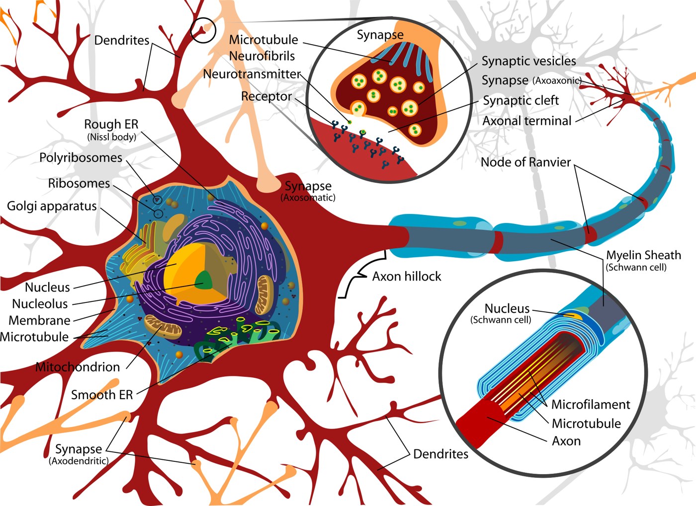 Labeled figure of a neuron with a synapse inset