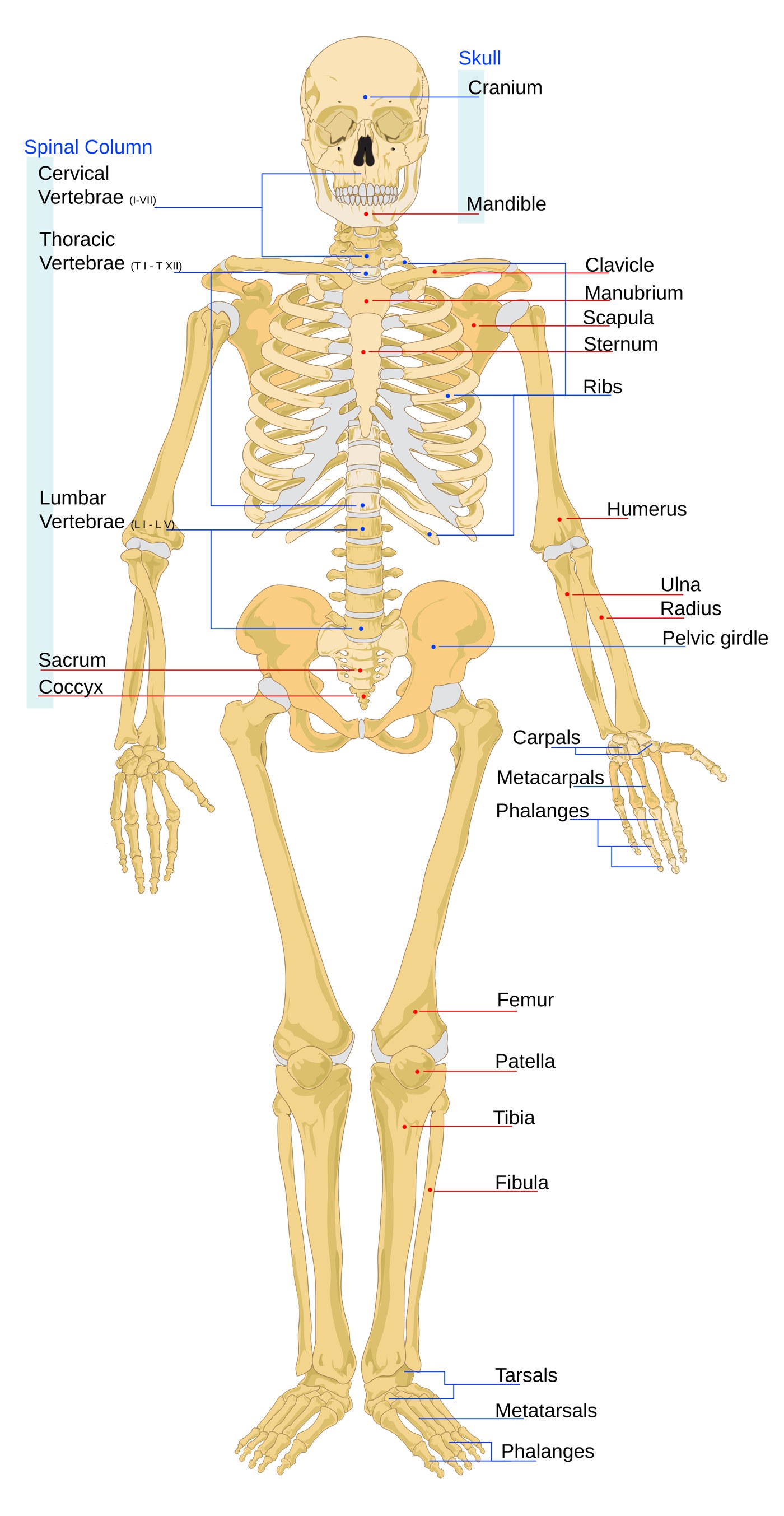 Labeled figure of the human skeleton, front view