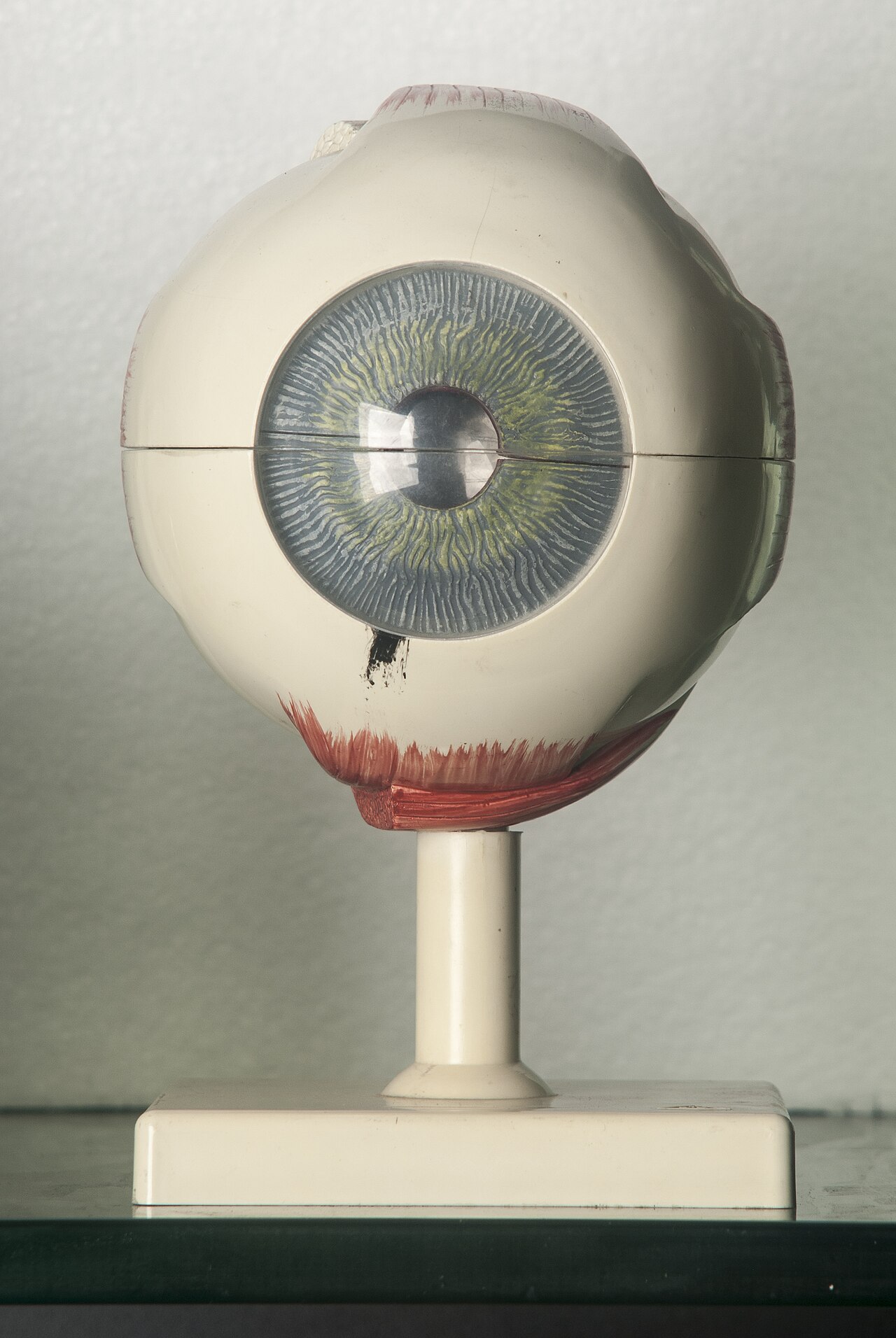 Enlarged model of a human eyeball, front view