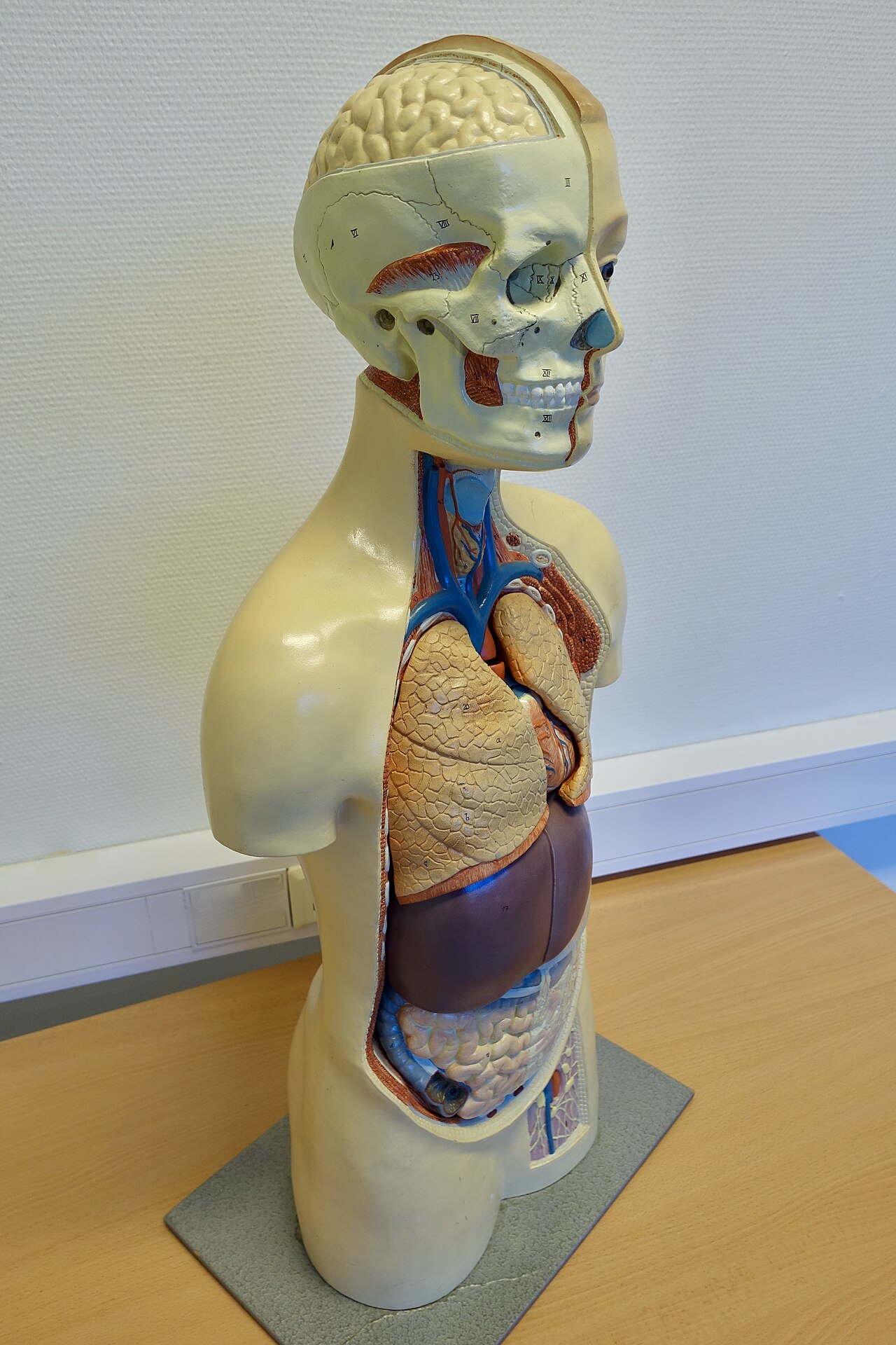 Anatomical torso model with exposed brain, lung, liver and intestines